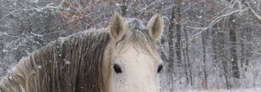 Snow Horse