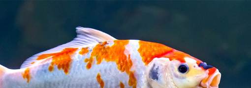 KOI