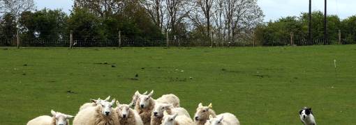 Herding Dog