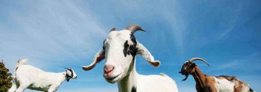 Goats On A Bridge