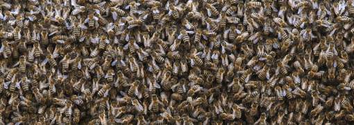 .SWARM