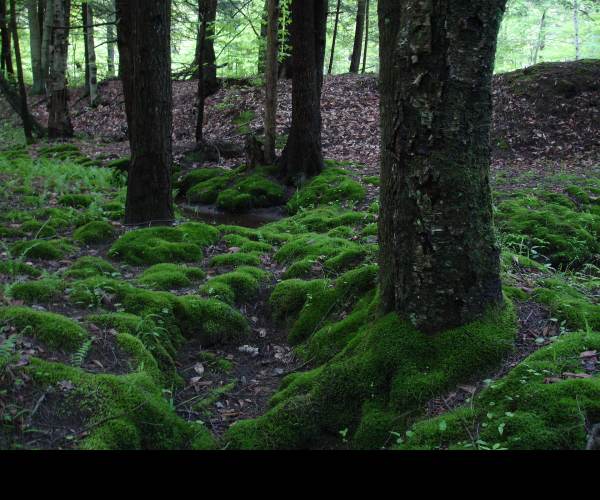 Moss
