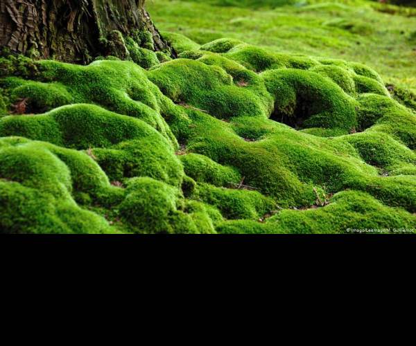 Moss
