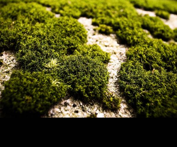Moss