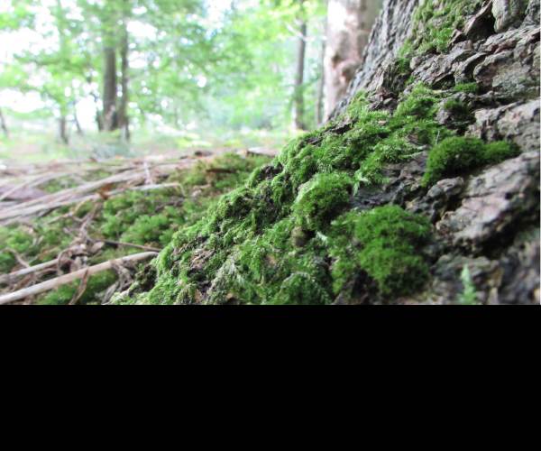 Moss
