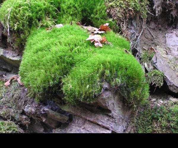 Moss