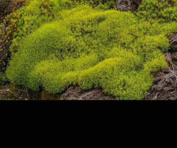Moss