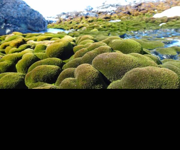 Moss