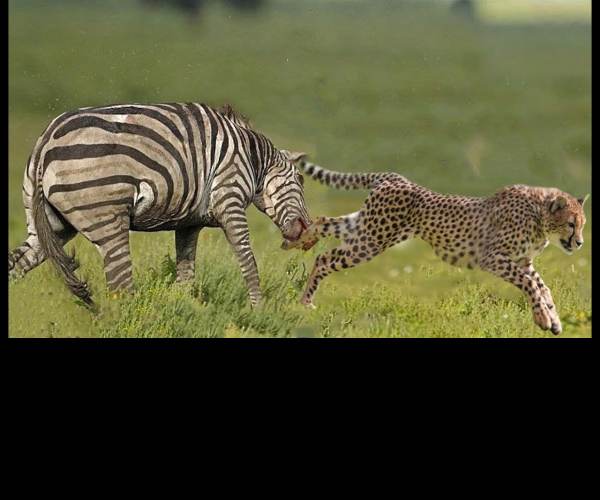 Prey
