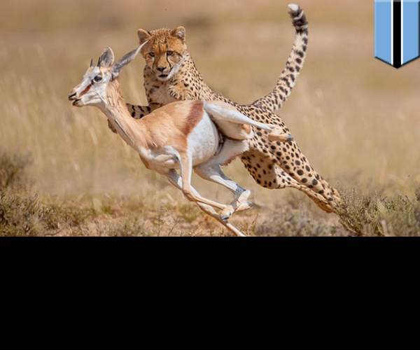 Prey