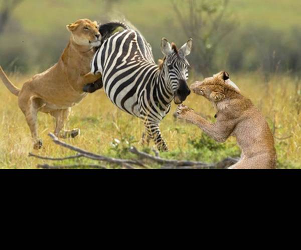 Prey