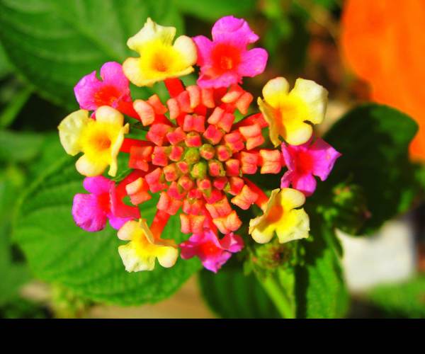 Flower