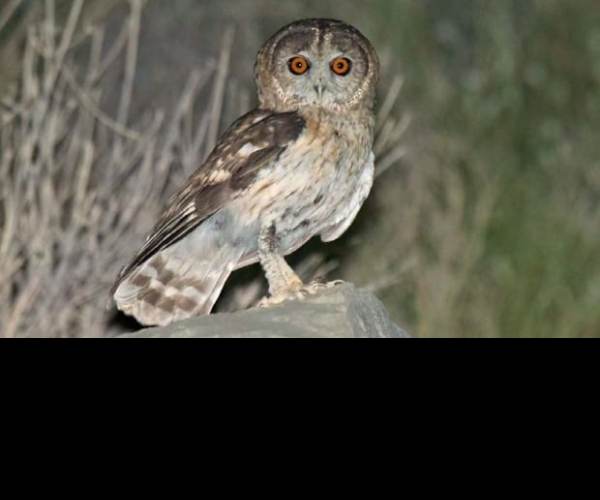 E-Brid