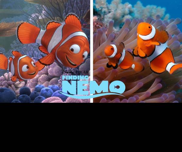 Finding Nemo