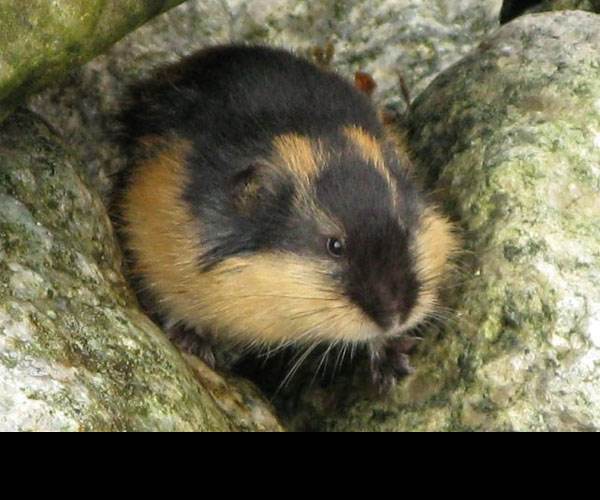 Lemmings