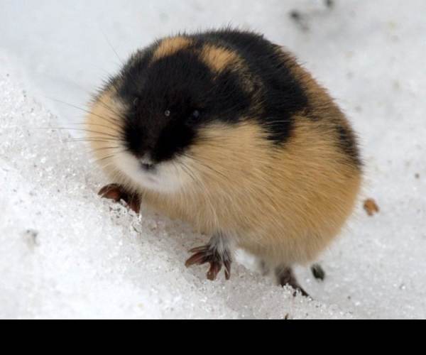 Lemmings