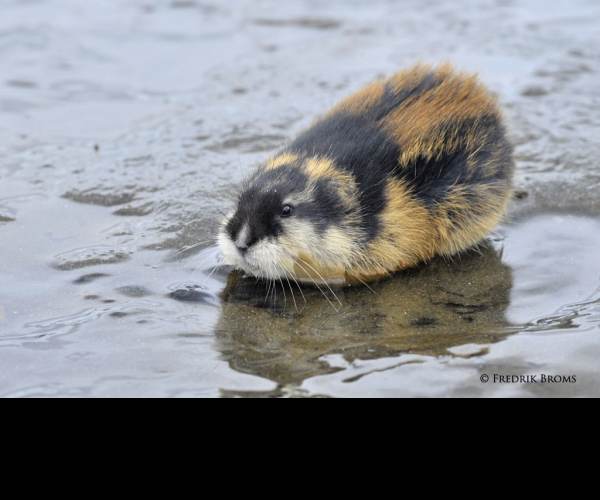 Lemmings