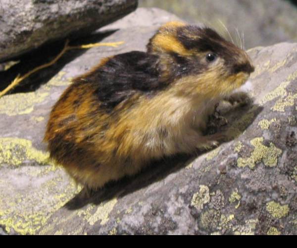 Lemmings