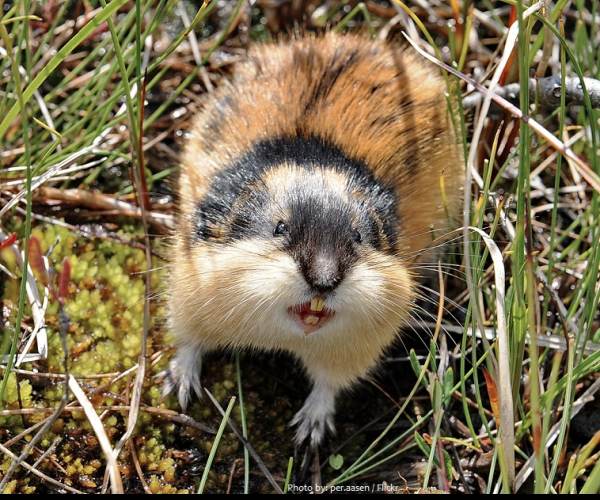 Lemmings