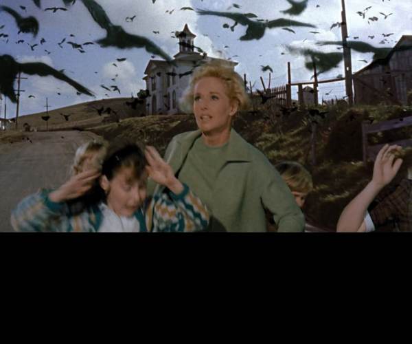The Birds
