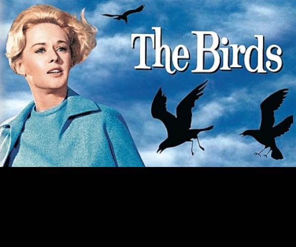 The Birds