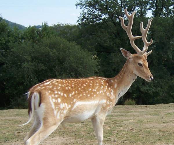Dama
