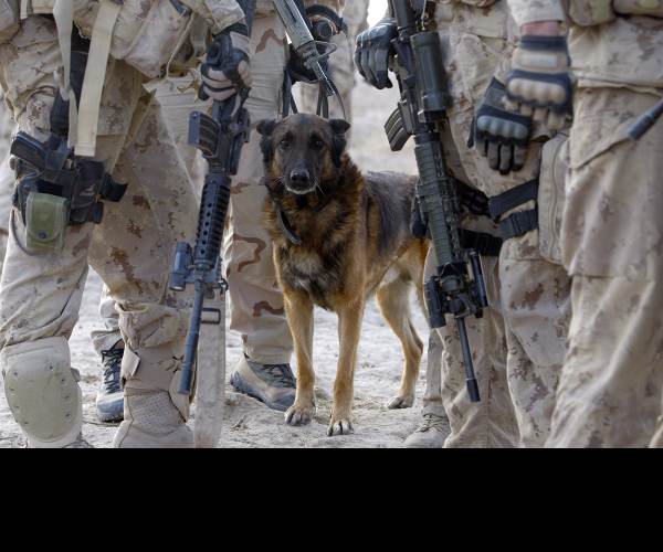 Dogs of War
