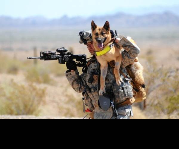 Dogs of War