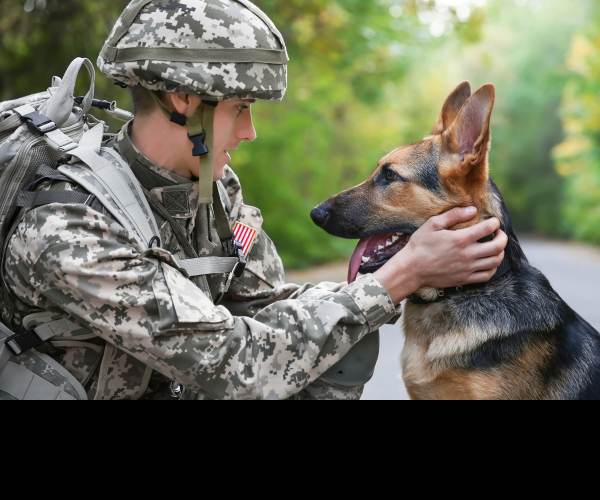 Dogs of War