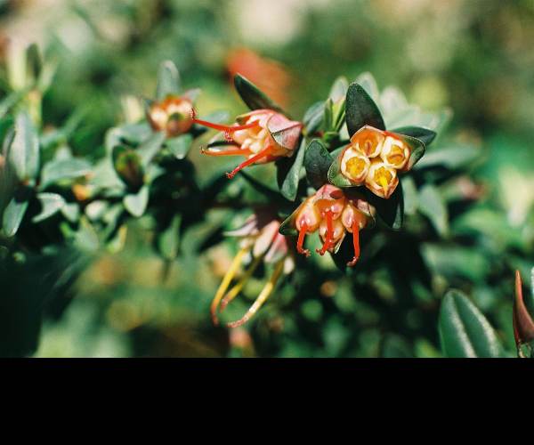 Darwinia