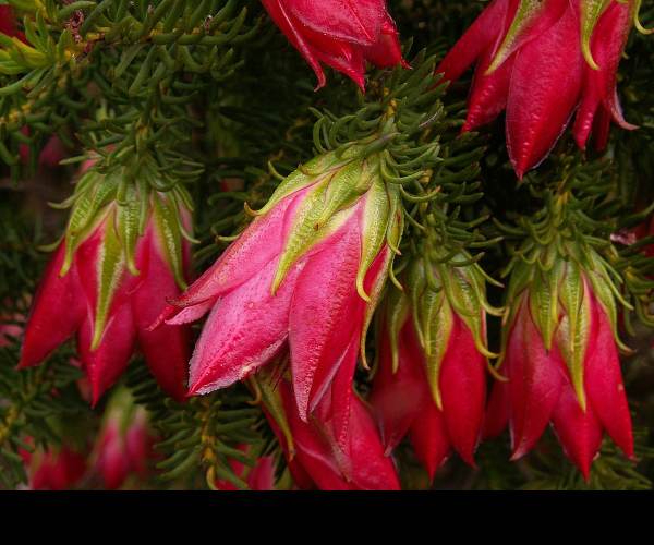 Darwinia