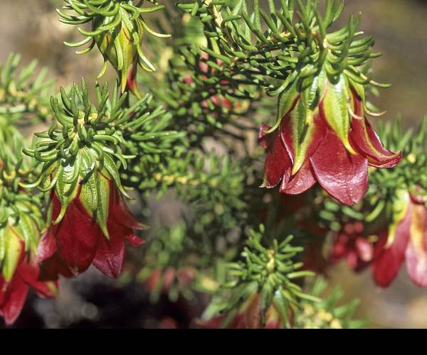 Darwinia