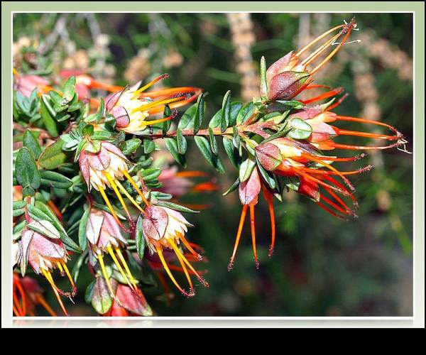 Darwinia