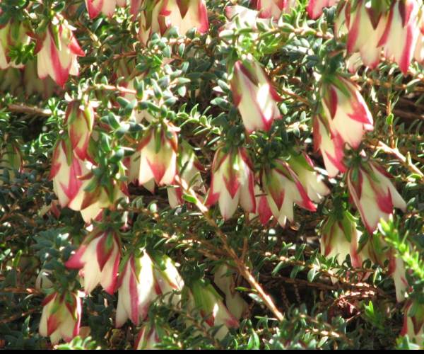 Darwinia
