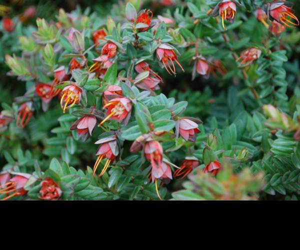 Darwinia