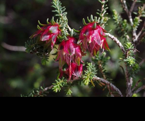 Darwinia