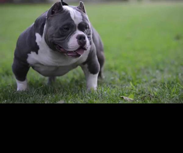 Bully