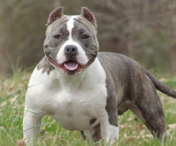 Bully