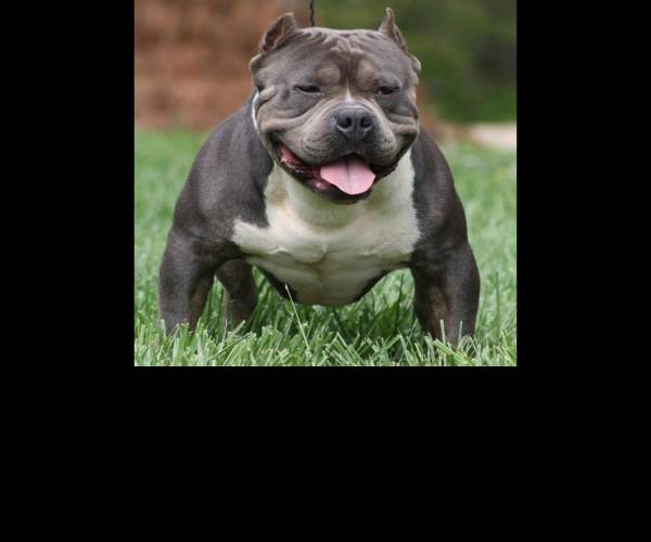 Bully
