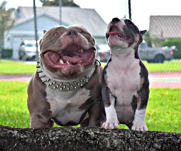 Bully