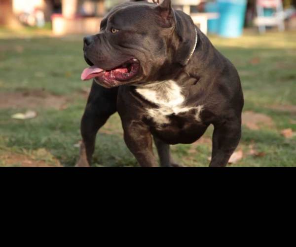 Bully