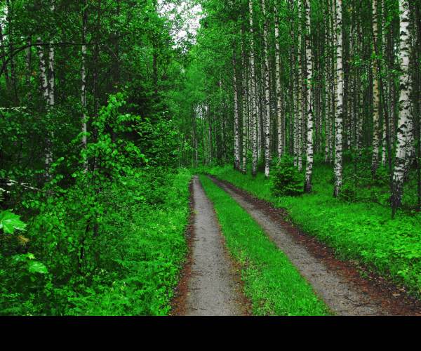 The Path
