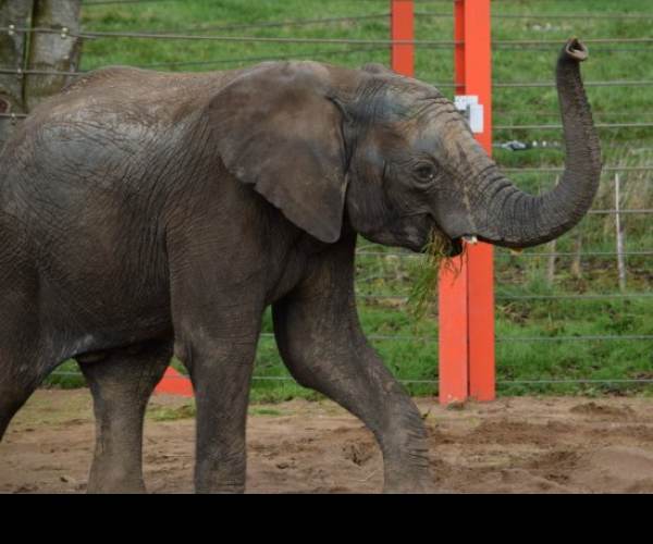 Animal Ark Africa
