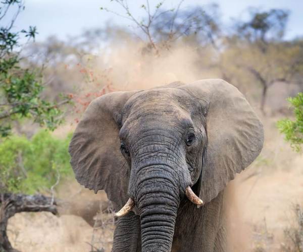 Animal Ark Africa