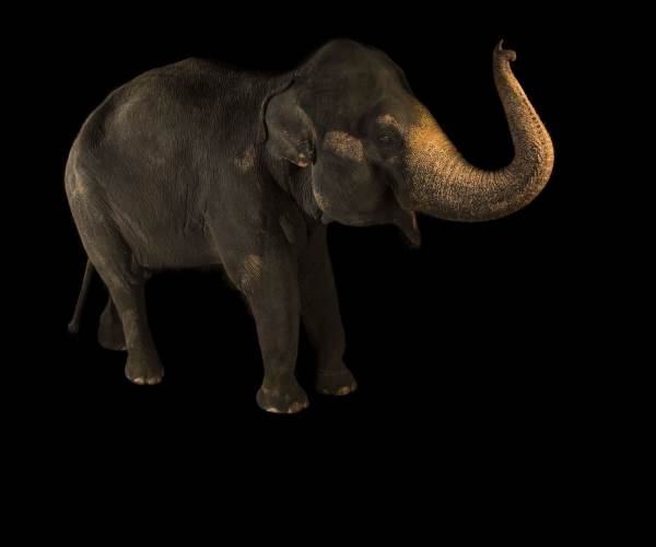 Animal Ark Africa