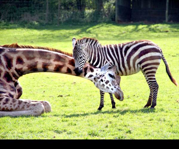 Animal Ark Africa