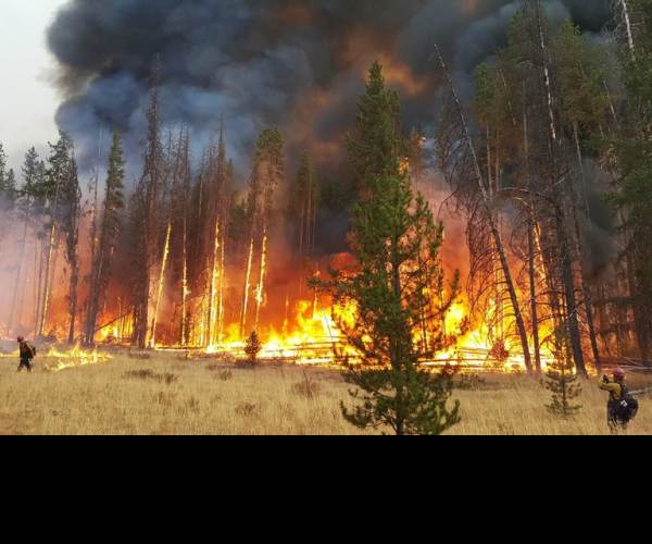Wildfire