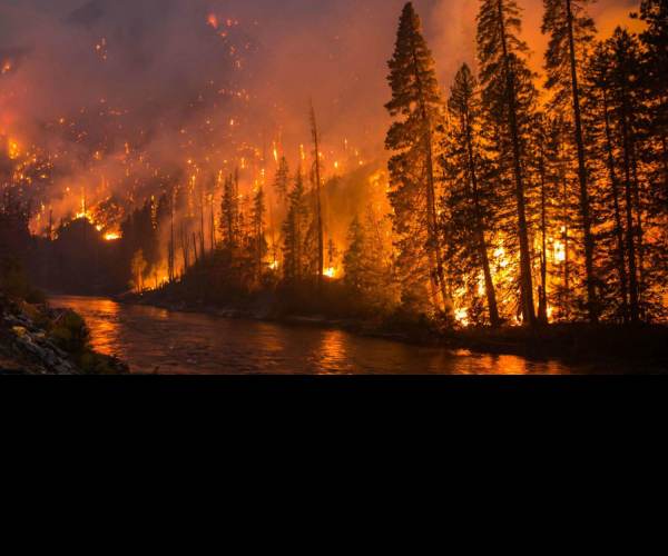 Wildfire