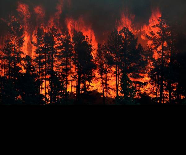 Wildfire