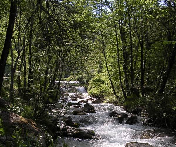 Torrente